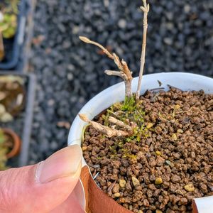 ムラサキシキブ,盆栽,ミニ盆栽,盆栽苗木,まめ盆栽の画像