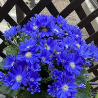 アネモネ,アネモネ,サイネリア,パンジー・ビオラ,プリムラの画像