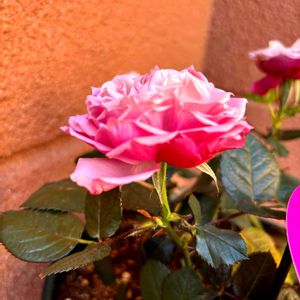 ミニバラ,フォーエバーローズ,挿し木ペットボトル,バラ挿し木の画像