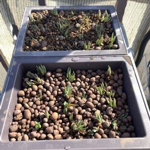 サンジソウ,サンジソウ,ベルゲランサス(三時草),ベルゲランサス(三時草),植え替えの画像