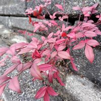 オタフクナンテンの画像