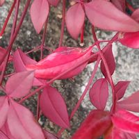 オタフクナンテンの画像