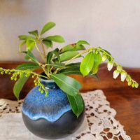 アセビ,リビングの画像