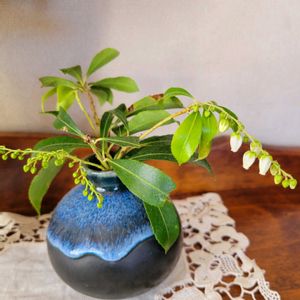 アセビ,リビングの画像