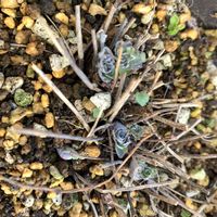 ヒトリシズカ,ミヤマオダマキ,行者ニンニク,可愛い,毎年恒例の画像