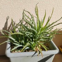 アロエ,帝王錦,帝王錦,多肉植物の画像