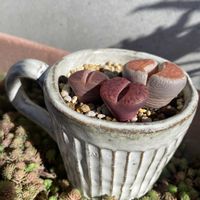 リトープス,かわいい,普及種,多肉寄せ植え,多肉女子の画像