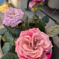 ミニバラ,フォーエバーローズ,バラ挿し木の画像