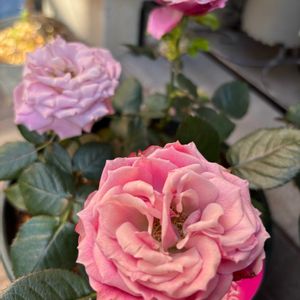 ミニバラ,フォーエバーローズ,バラ挿し木の画像