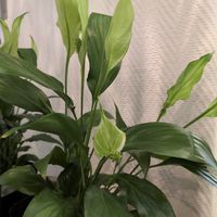 スパティフィラムの画像