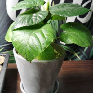 ウンベラータ,育成ライト,観葉植物,初心者,ダイソー産の画像