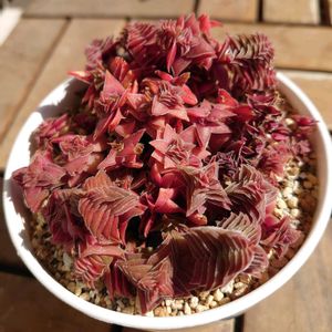 茜の塔錦,茜の塔錦,ピンクハニー,多肉植物,多肉初心者の画像