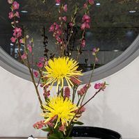 コデマリ,スターチス,花桃,ルスカス,菊の画像