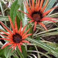 ガザニア,ガーデニング,キュンキュン乙女倶楽部,富山支部,花の16年組♡の画像