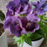 ハイビスカス,黄水仙,ネメシアベリー ブラックベリーの画像