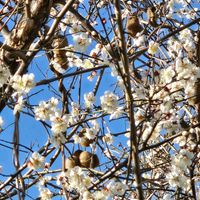 ウメ,キウイ,南高梅,南高梅,南高梅の画像