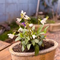 スミレ,日本スミレの画像