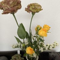 トルコキキョウの画像