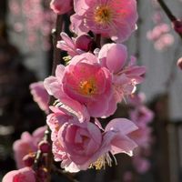 シクラメン,ネコヤナギ,クモマグサ,枝垂れ梅,メラコイデスの画像