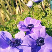 アネモネ,アネモネ,クリスマスローズ,コルジリネ レッドスター,キチジョウソウの画像