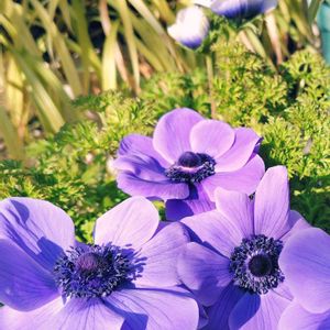 アネモネ,アネモネ,クリスマスローズ,コルジリネ レッドスター,キチジョウソウの画像