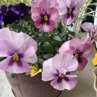 パンジー・ビオラ,金のなる木,金のなる木,おぼろ月,朧月(おぼろづき)の画像