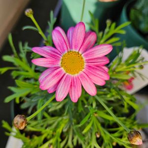 マーガレット バブルガム ブラスト,鉢植え,明るい日陰,プランター,ガーデニング初心者の画像