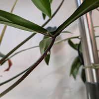 フィロデンドロン,フィロデンドロン 69686,フィロデンドロン 69686,観葉植物,緑のある暮らしの画像