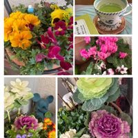 ウメ,カーネーション,ラナンキュラス,葉牡丹,葉牡丹の画像