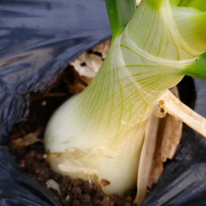 玉ねぎ,スナップエンドウ,サンチェ,我が家の畑,我家の野菜達の画像