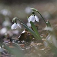 スノードロップ,公園,白い花,冬の花,春のお花の画像