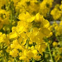 菜の花,河津桜,ヤシの木,菜花,フェニックスの画像