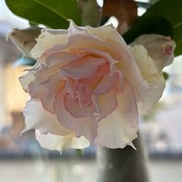 アデニウム,アデニウム,アデニウム,アデニウム,紅梅の画像