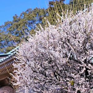 ウメ,枝垂れ梅,白梅,ガーデニング,ナチュラルガーデンの画像