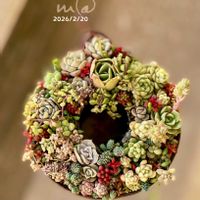多肉植物,多肉植物寄せ植え,リース,多肉寄せ植え,多肉リース寄せの画像