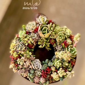 多肉植物,多肉植物寄せ植え,リース,多肉寄せ植え,多肉リース寄せの画像