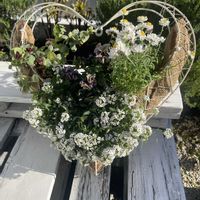 アリッサム,パンジー,オレガノ ケントビューティー,花かんざし,今日のお花ちゃんズの画像