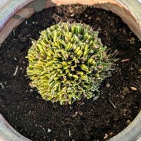 カレックスの画像