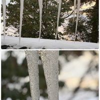 サザンカ,ドウダンツツジ,バロータ,ダイコン,ユズリハの画像