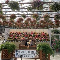 スイレン,スイレン,かわいいな♡,美しい,植中毒の画像