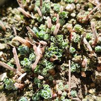 ミセバヤ,啓翁桜,今日の一枚,ほったらかし。,二十四節気。の画像