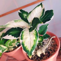 ディフェンバキア,ディフェンバキア,デヘンバキア,デヘンバキア,ディフェンバキア・クールビューティの画像