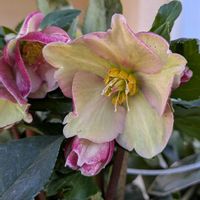 クリスマスローズ,ネコヤナギ,クリスマスローズの蕾の画像