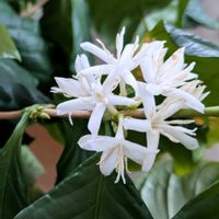 コーヒーの木,コーヒーの花,鉢植え,白い花,北海道の画像