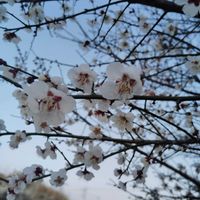 シクラメン,ラナンキュラス,雪割草,大文字草,梅の花　白の画像