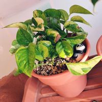 ポトス,ポトス,ポトスエメラルド,ポトスエメラルド,PRの画像