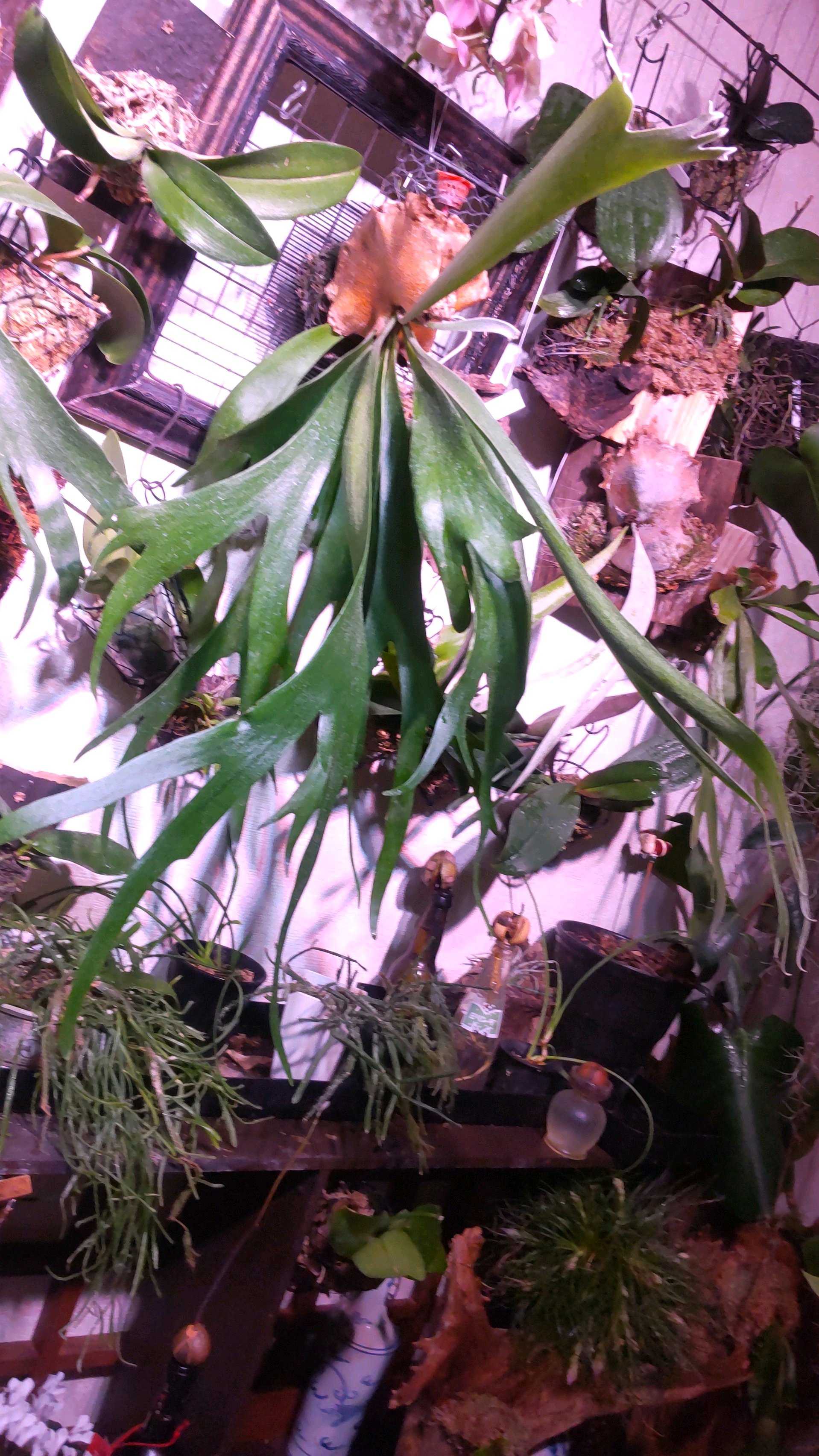 成長点の向き2 ビカクシダの森