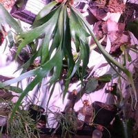 ビカクシダ,P.SS.Foong,着生植物,植物のある暮らし,でけたしこ園芸の画像