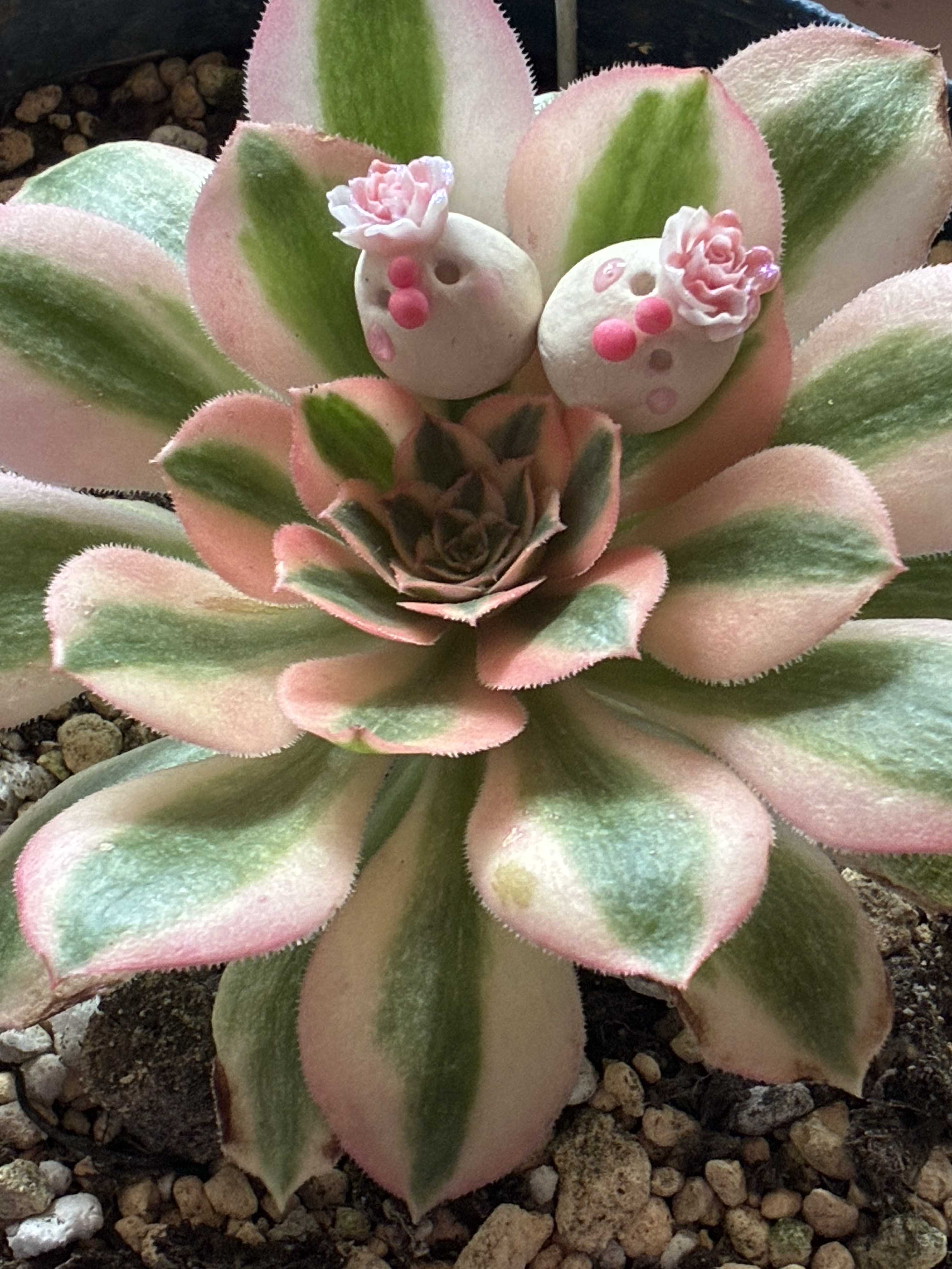 クリスマスローズの投稿画像 by みたりんさん｜サボテンとシクラメンと