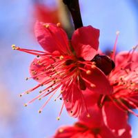ウメ,月影,ウメ　未開紅,紅緋梅,ウメ イチリュウの画像